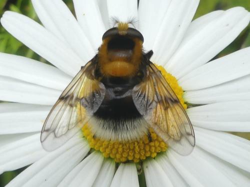 Volucella bombylans